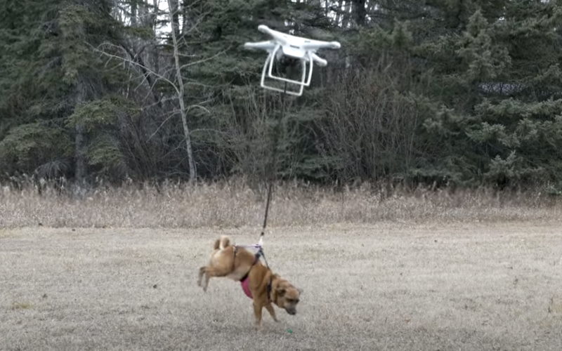 drone steals dog